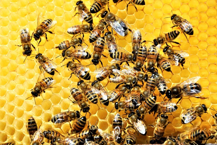 foto de uma colmeia com várias abelhas