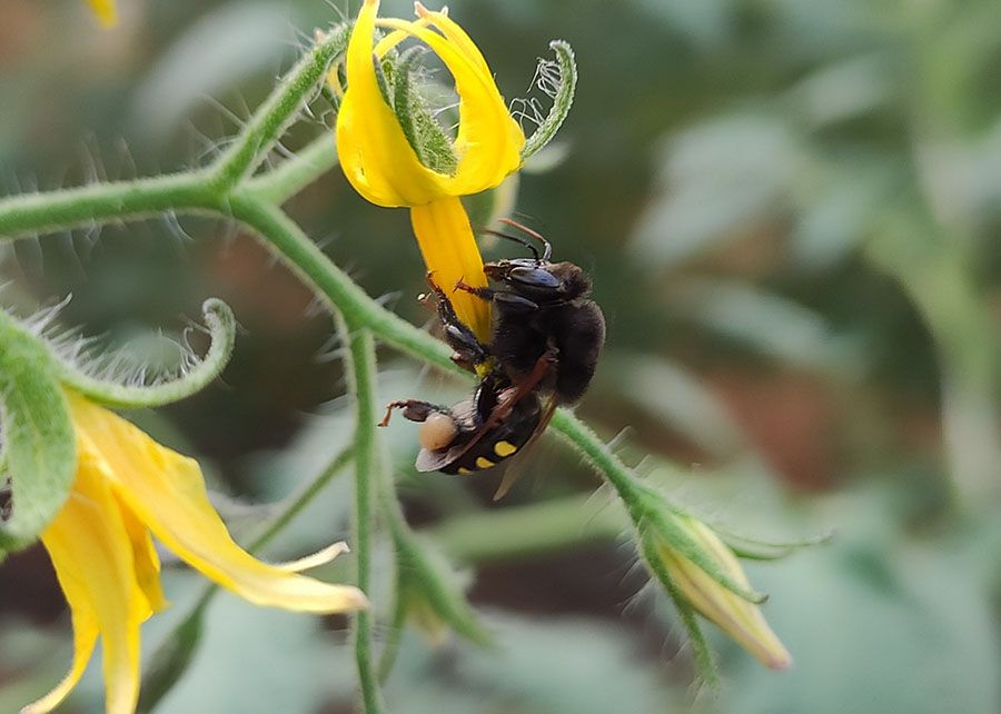a foto mostra uma abelha em uma flor