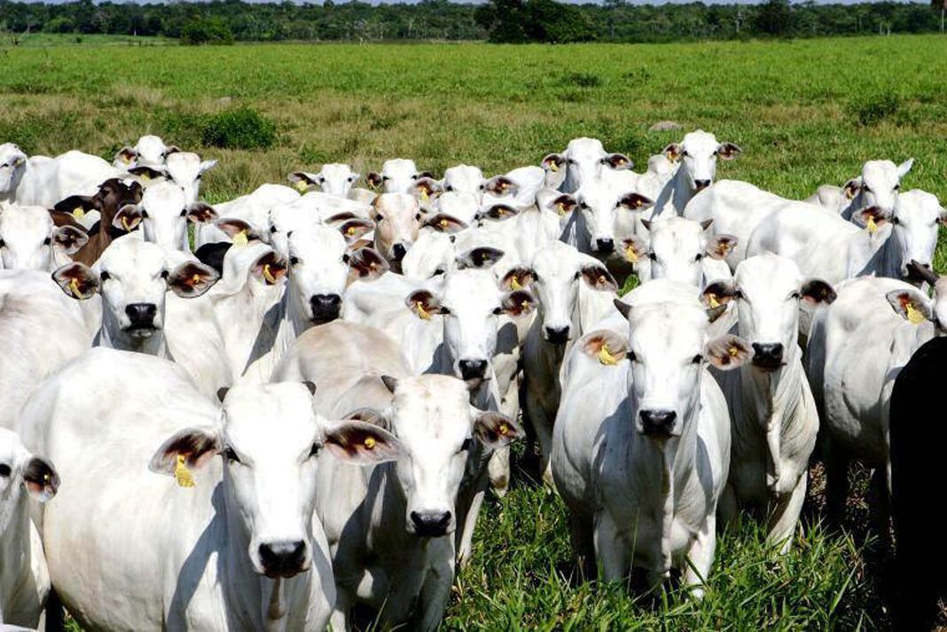 foto mostra rebanho de vacas brancas